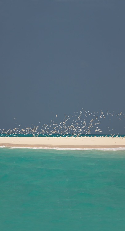 Source: http://tropic-havens.tumblr.com