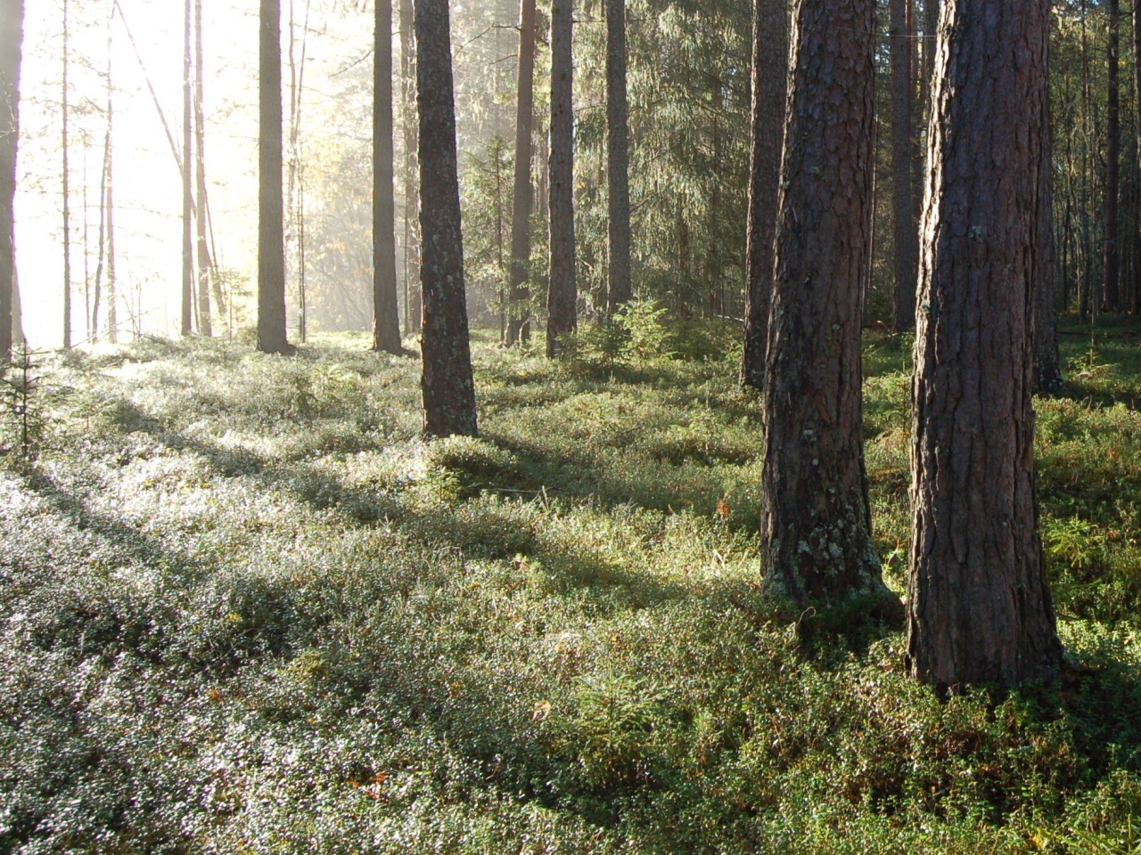 Source: http://faeriegardens.tumblr.com