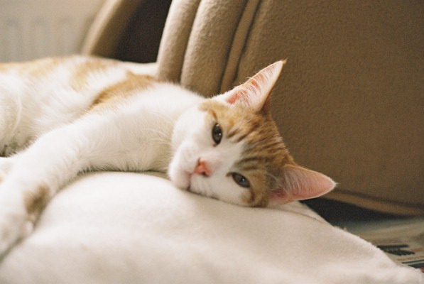 Source: http://tsukikages.tumblr.com