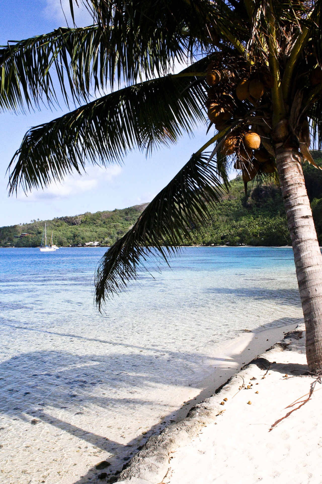 Source: http://tropic-havens.tumblr.com