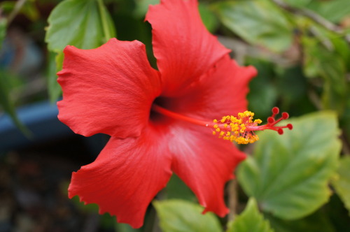 Source: http://satakentia.tumblr.com