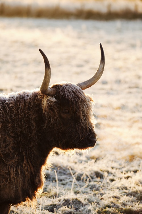 Source: http://kylebonallo.tumblr.com