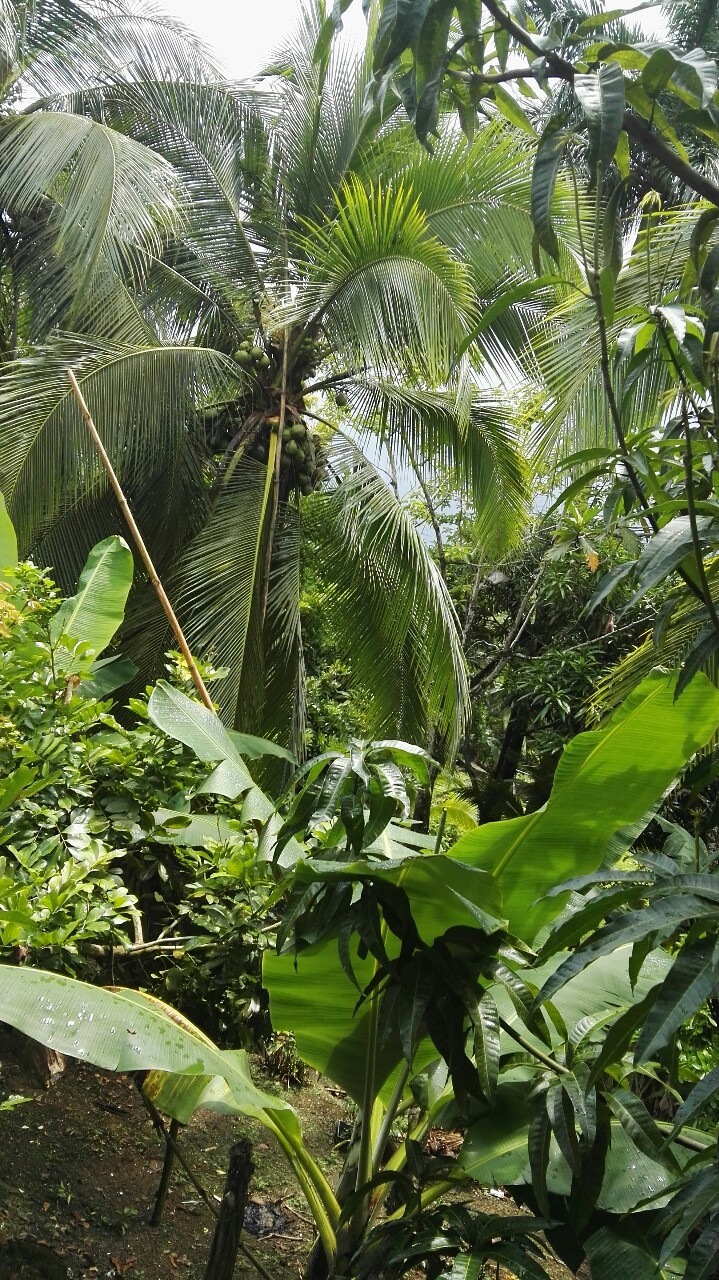 Source: http://tropic-havens.tumblr.com