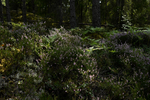 Source: http://faeriegardens.tumblr.com