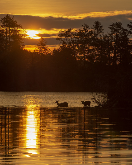 Source: http://solar-bar.tumblr.com