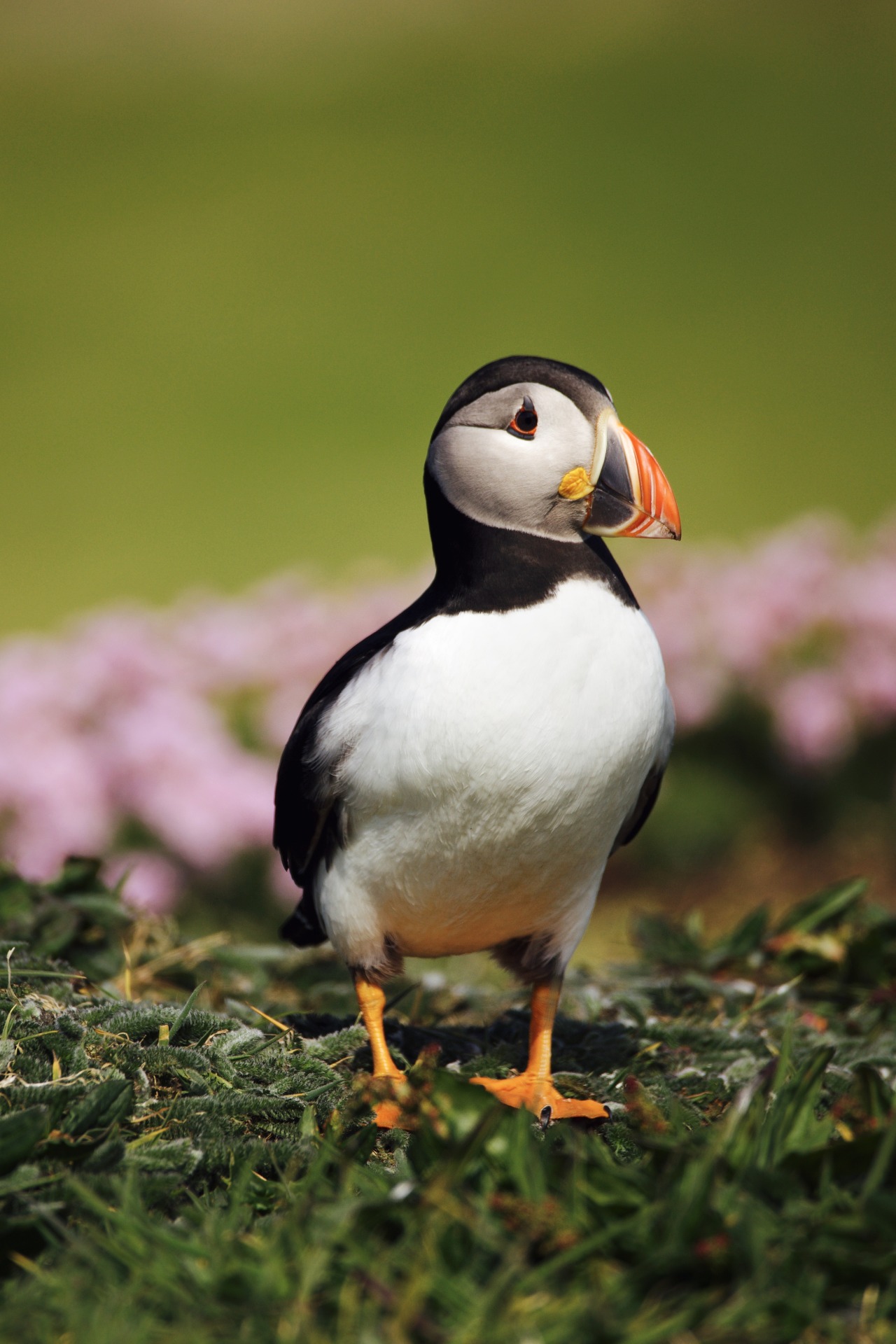 Source: http://kylebonallo.tumblr.com