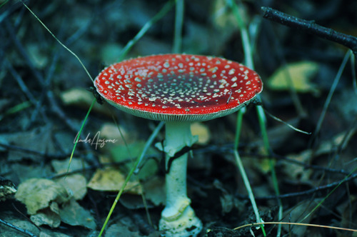 Source: http://satakentia.tumblr.com