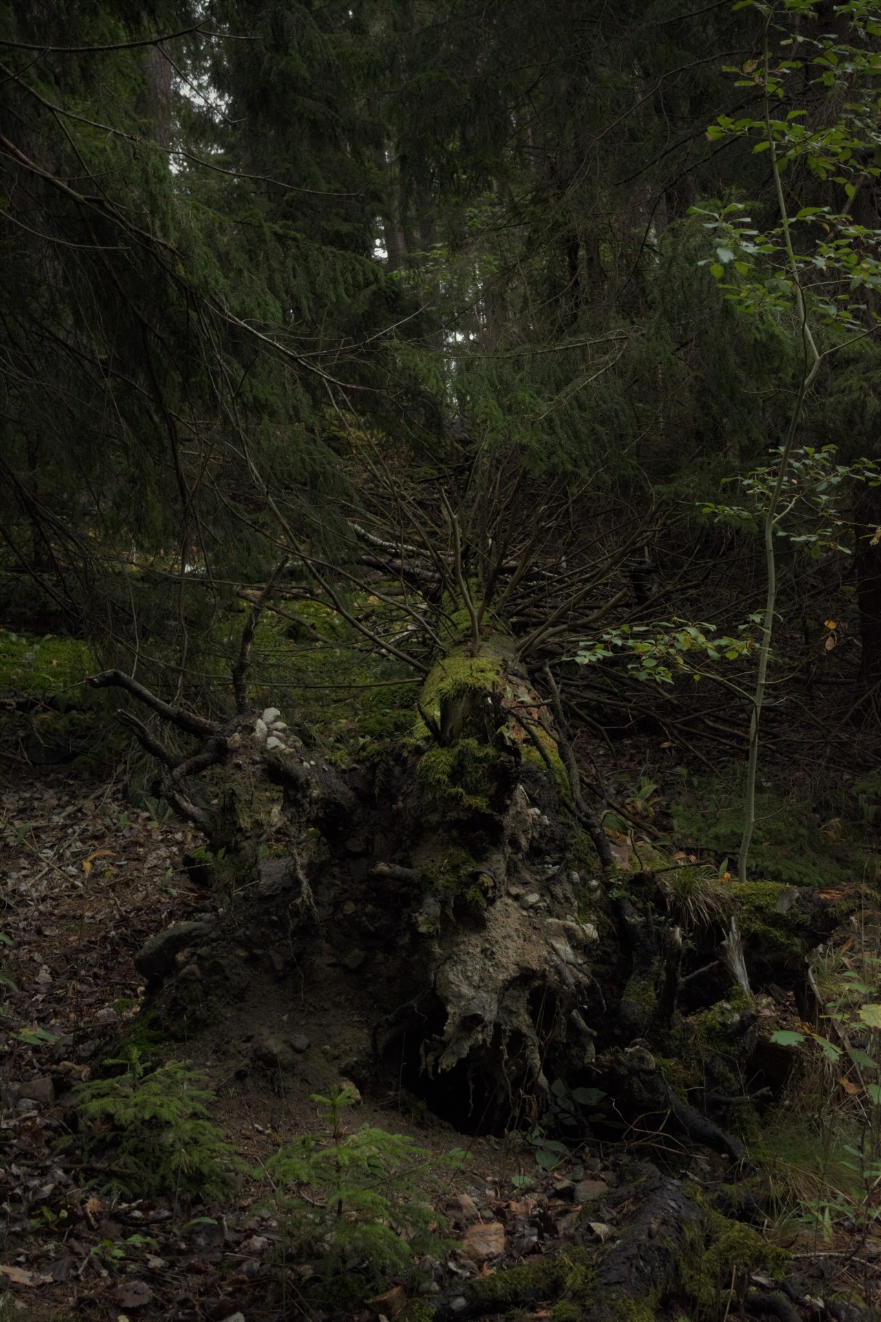 Source: http://faeriegardens.tumblr.com