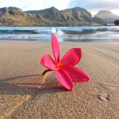 Source: http://tropic-havens.tumblr.com