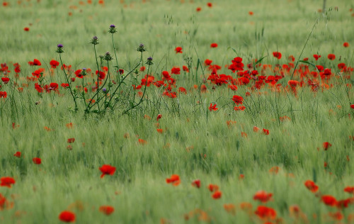 Source: http://expressions-of-nature.tumblr.com