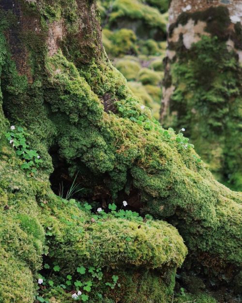 Source: http://faeriegardens.tumblr.com