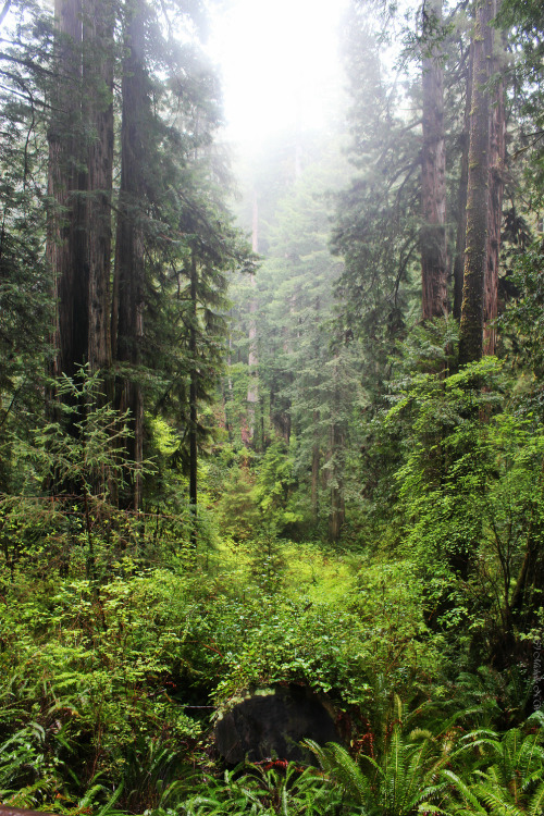 Source: http://faeriegardens.tumblr.com