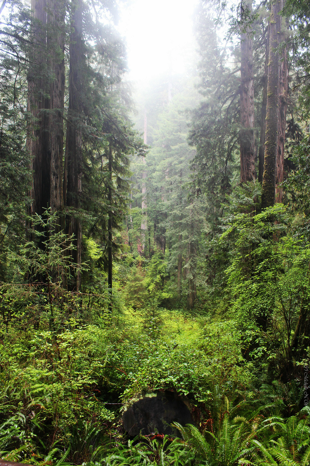 Source: http://faeriegardens.tumblr.com