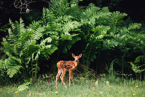 Source: http://faeriegardens.tumblr.com