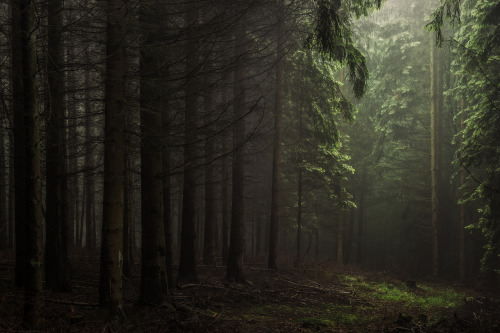 Source: http://faeriegardens.tumblr.com