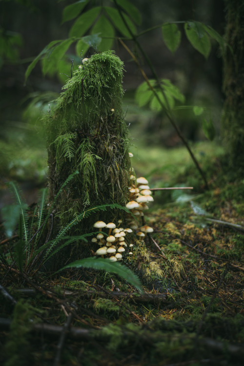 Source: http://faeriegardens.tumblr.com