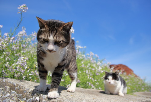 Source: http://tsukikages.tumblr.com