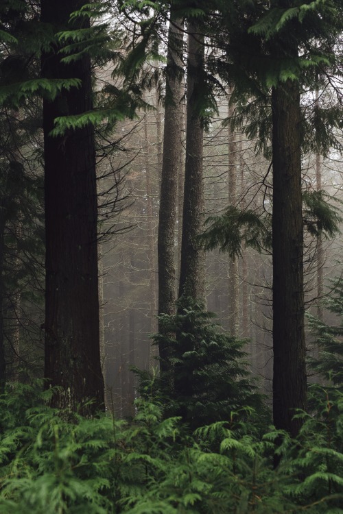 Source: http://faeriegardens.tumblr.com