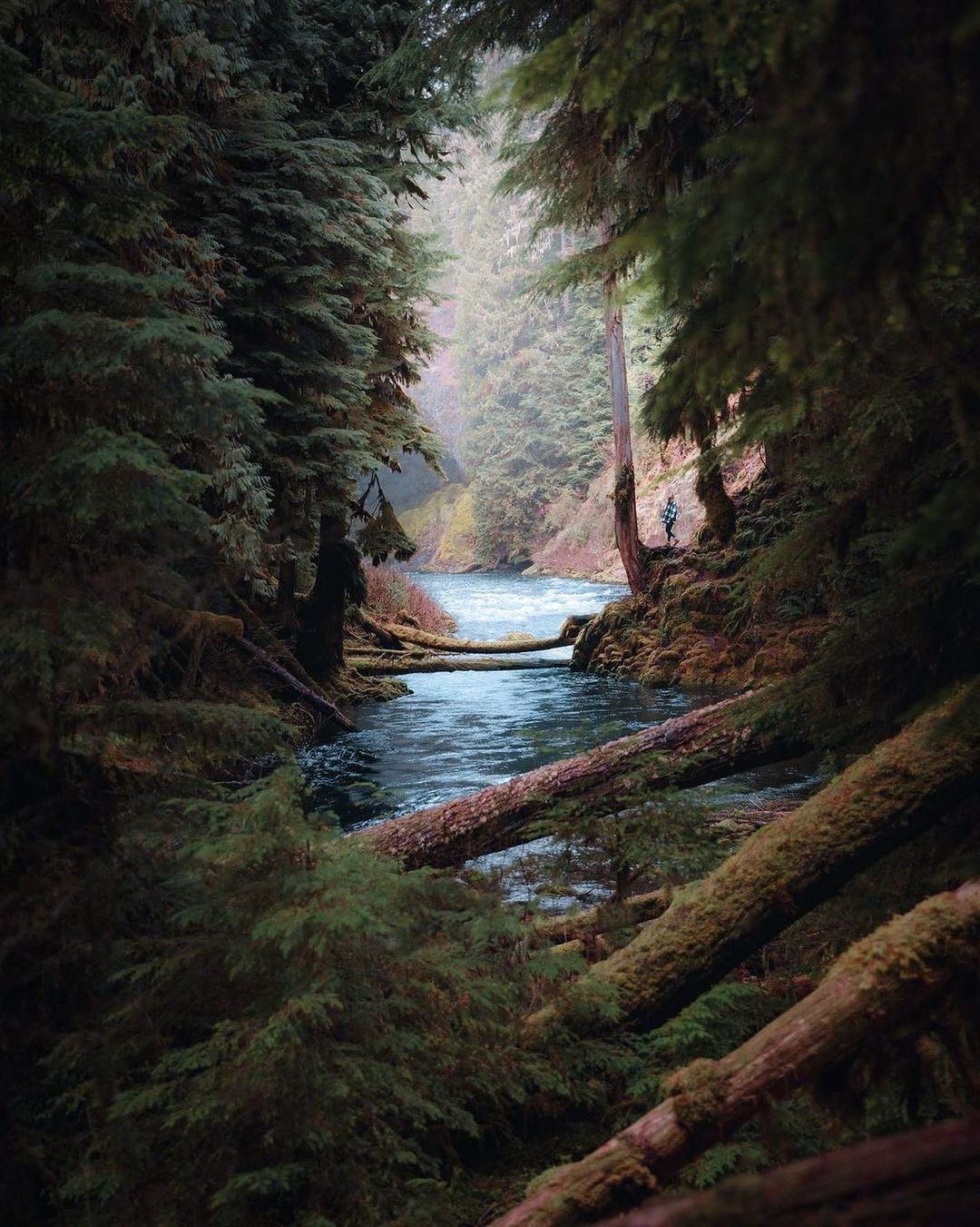 Source: http://junglerain.tumblr.com