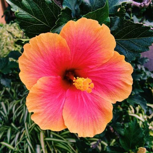 Source: http://tropic-havens.tumblr.com