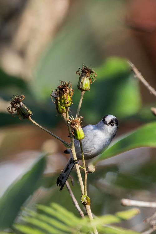 Source: http://satakentia.tumblr.com