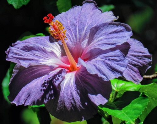 Source: http://tropic-havens.tumblr.com