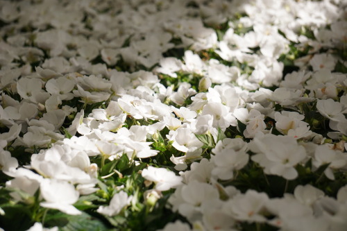 Source: http://satakentia.tumblr.com