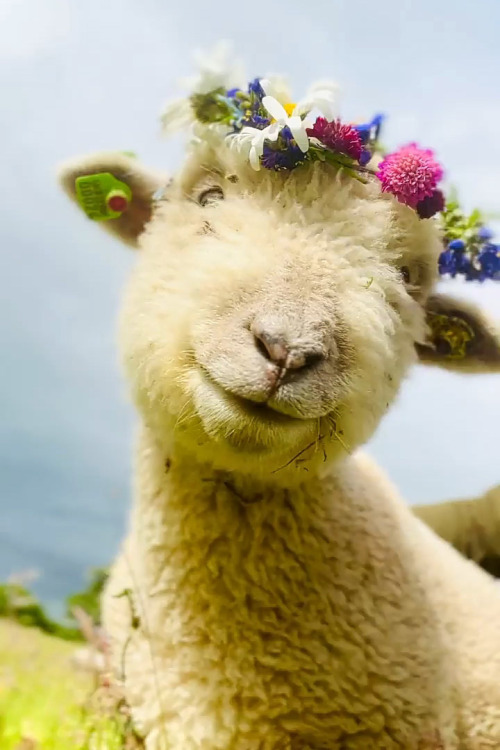 Source: http://faeriegardens.tumblr.com