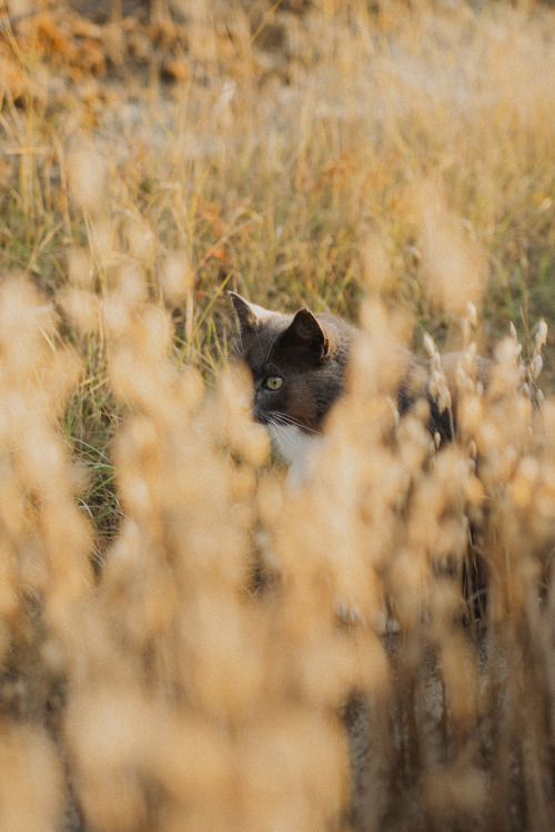 Source: http://satakentia.tumblr.com